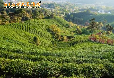 浉河港文新茶园1天采茶研学游：茶文化实践+自然教育+亲子体验